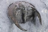 Gorgeous Scotoharpes Trilobite - Boudib, Morocco #359167-5